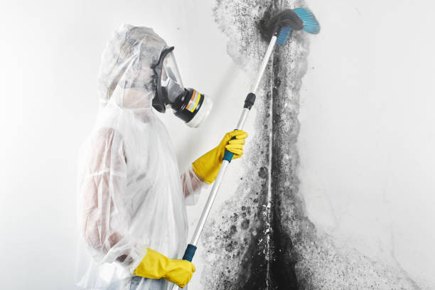 Best Mold removal after water damage  in Genola, UT